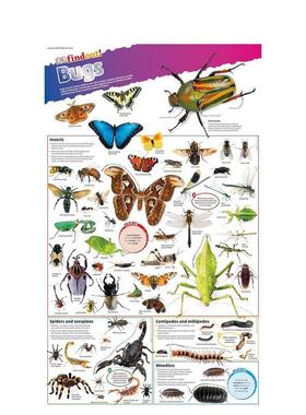 【预售】DKfindout! Poster Bugs虫子海报 英文进口原版儿童趣味图书 DK