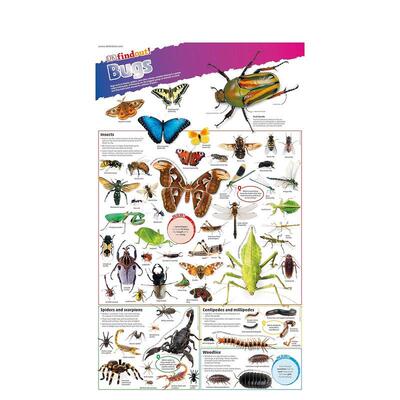 【预售】DKfindout! Poster Bugs虫子海报 英文进口原版儿童趣味图书 DK