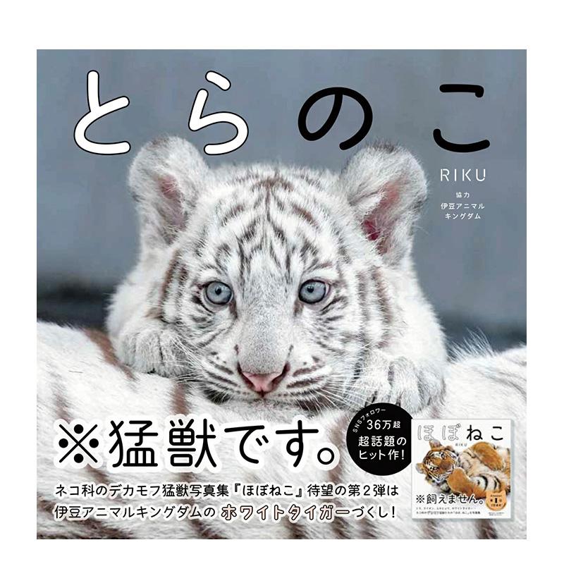 小老虎写真集 とらのこ  原版