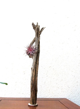 千年大漠胡杨风化原木随形根艺摆件自然禅意艺术创意家居收藏饰品