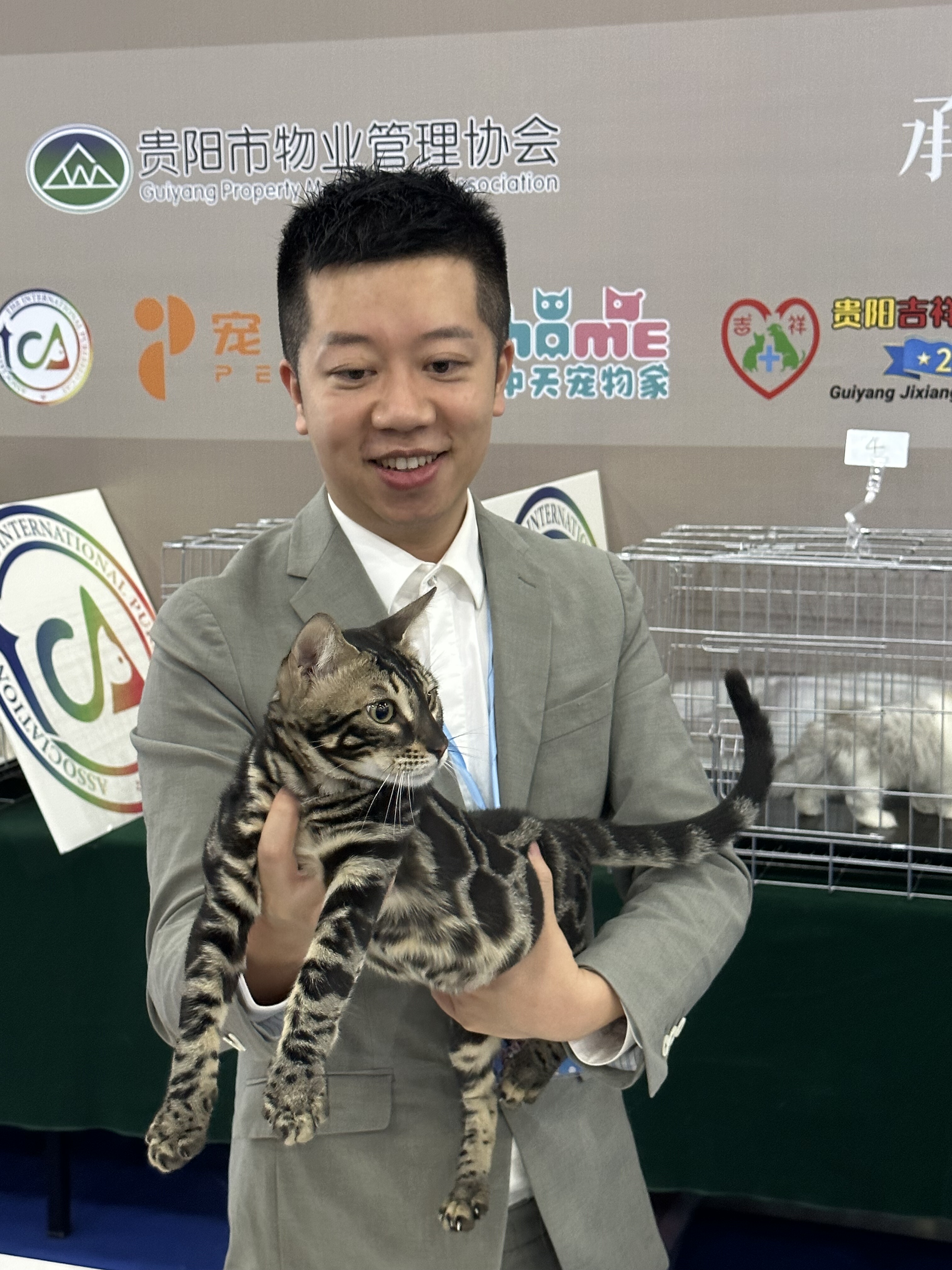 TICA双血统木炭色豹猫