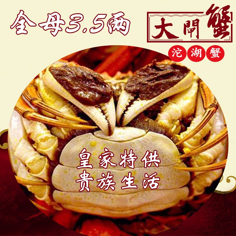 沱湖螃蟹3.5两母蟹大闸蟹特大只鲜活河蟹全母