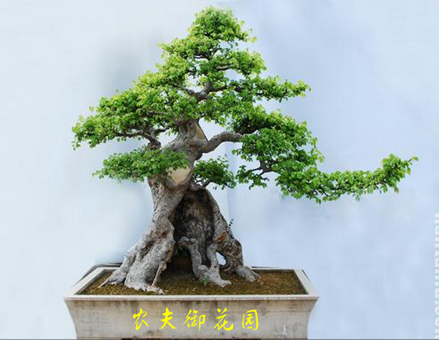 榆树大型盆景小叶微型手掌姿态