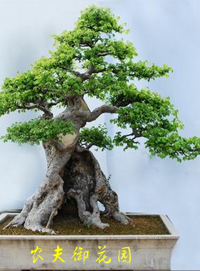 榆树大型盆景小叶微型榆树盆景手掌榆树树桩根茎苍古姿态包邮