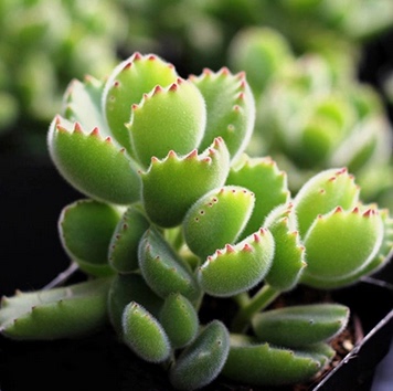 熊童子多肉植物黄熊绿植盆栽