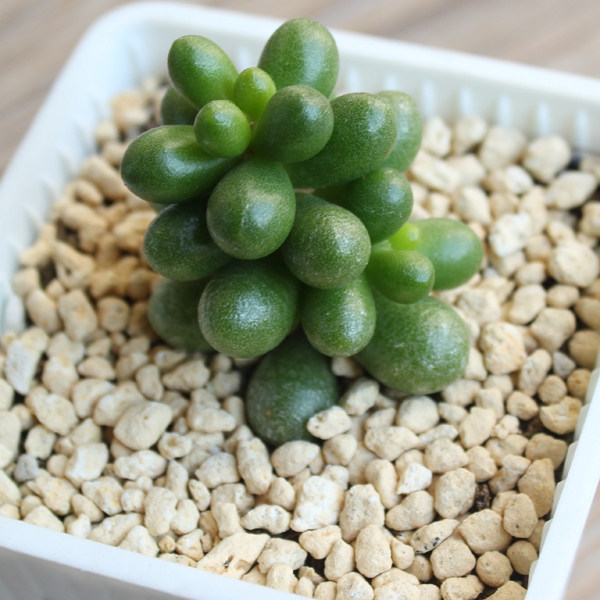 绿龟之卵 绿龟卵 肉肉多肉 绿色小盆栽 龟蛋多肉植物室内多肉植物