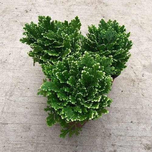 卷柏室内进化空气促销