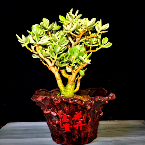 三色花月玉树盆栽苗老桩树花植物多肉燕子掌室内客厅绿植花卉包邮