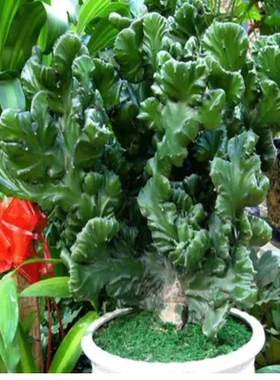 玉麒麟盆栽金麒麟 帝国绿植花卉 彩春风 多肉植物常常青植物包邮