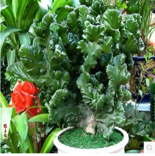 玉麒麟盆栽金麒麟 帝国绿植花卉 彩春风 多肉植物常常青植物包邮