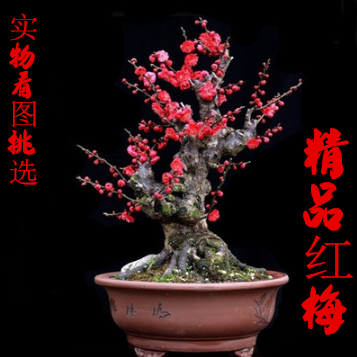 绿植梅花浓香型树苗老桩盆景