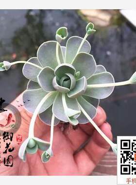 绿植子持莲华新手好养多肉植物