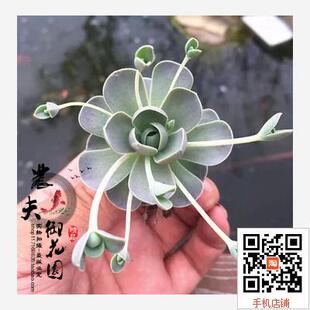 子持莲华带盆迷你多肉植物易群生爆盆新手好养组合盆栽花卉绿植