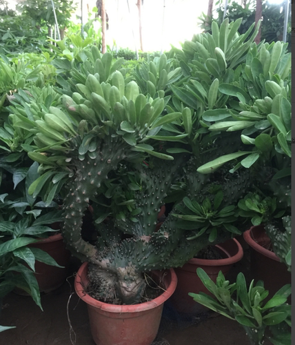 多肉植物玉麒麟盆栽麒麟掌观赏