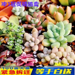 Hyacinth cụ thể thủy canh chai nhựa thủy canh nhỏ chai lục bình mới bình thủy tinh - Vase / Bồn hoa & Kệ chum sành trồng cây