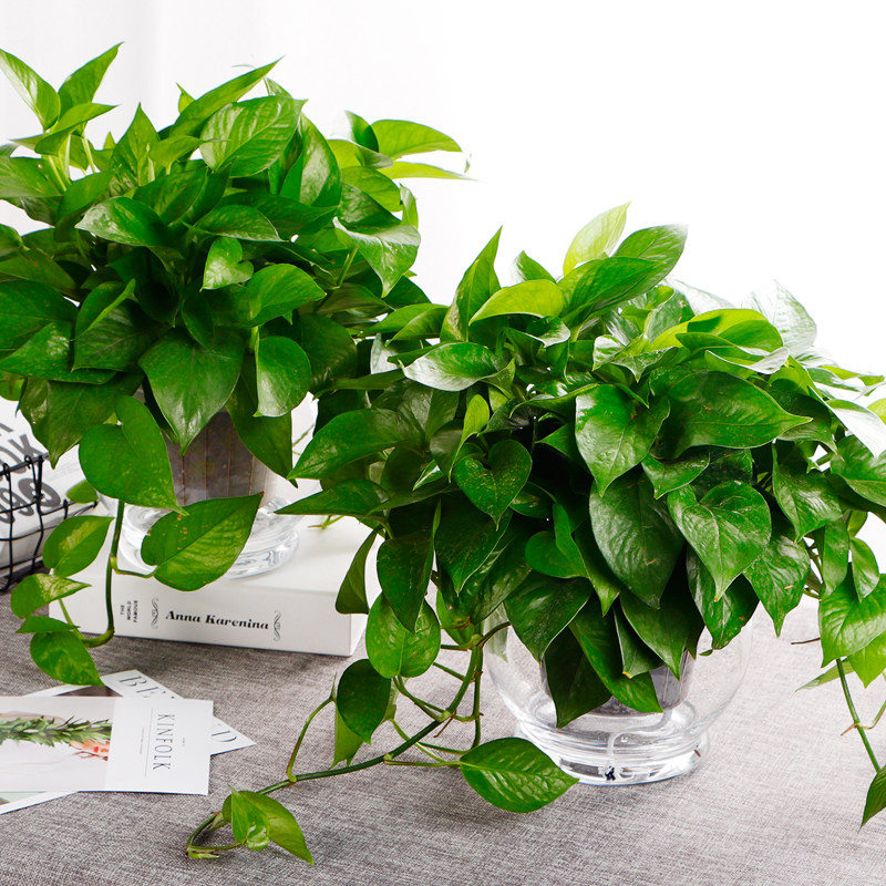 绿萝盆栽 水培植物 绿萝水培  长绿色观叶植物含盆 绿植 盆栽花卉