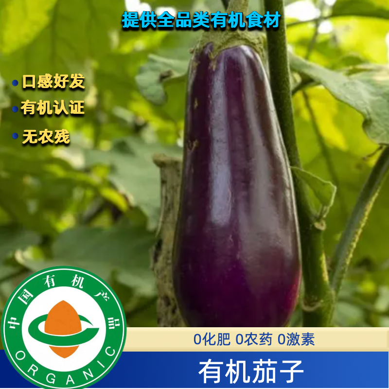 5斤有机紫长茄有机茄子有机认证无农残口感好有有机码