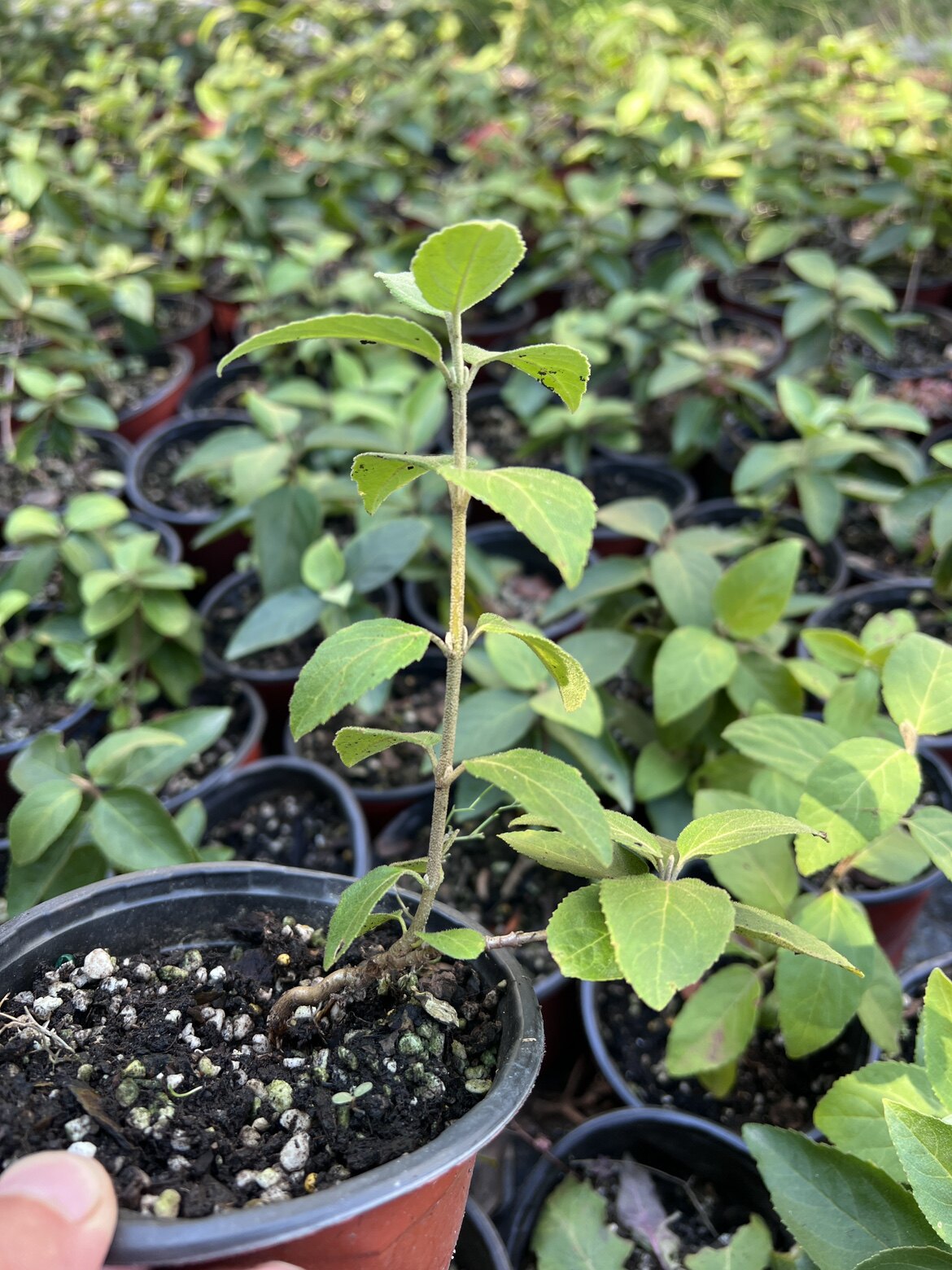 中华木绣球树苗大花斗球苗木本绣球绣球树苗庭院地栽盆栽绣球花苗