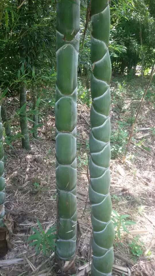 龟甲竹苗龙鳞佛肚竹盆栽龟文马汉竹元宝竹子观赏竹别墅种植盆景竹