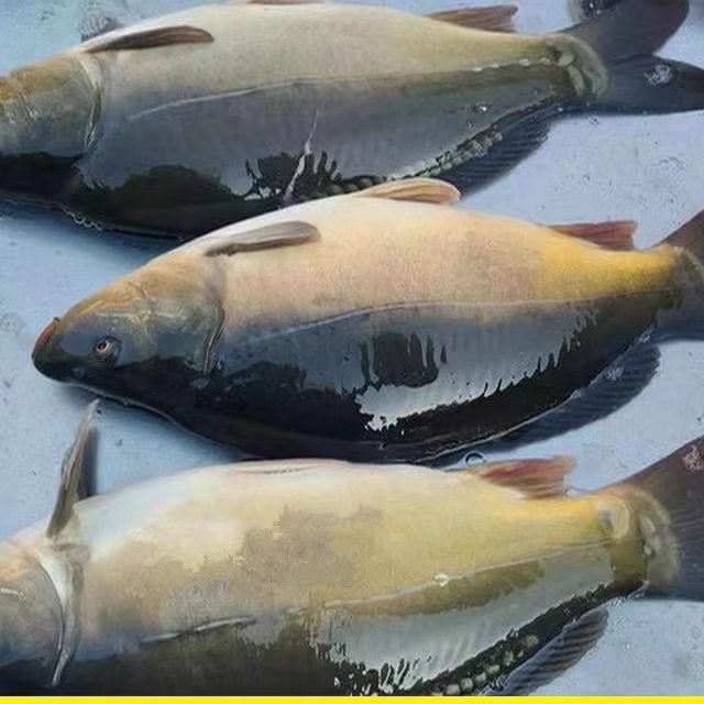 三道鳞活鱼整条发货吉林四平