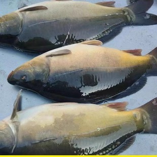 三道鳞东北速冻鲜活三道鳞鲤无磷鲤鱼松花江淡水鱼活鱼速冻包邮