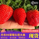 现货新鲜丹东99草莓丹东久久草莓东港秸秆草莓红颜奶油九九草莓