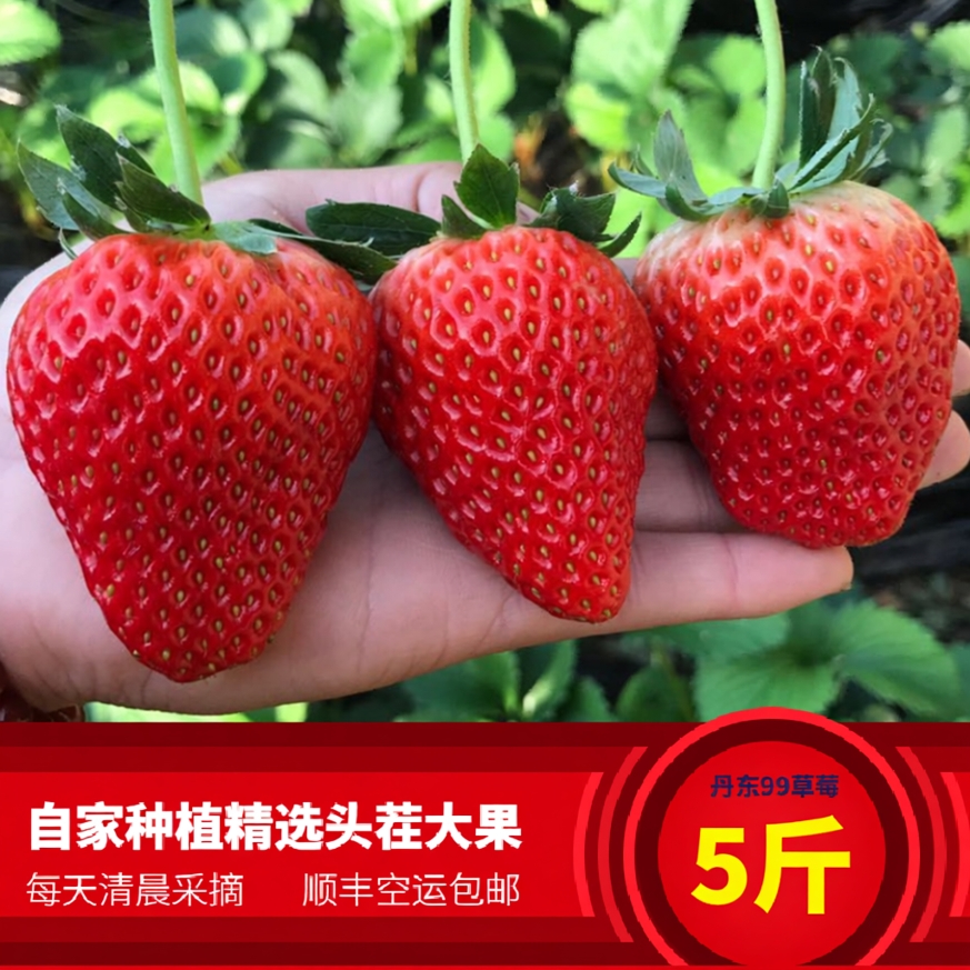 5斤装丹东99草莓新鲜九九现摘