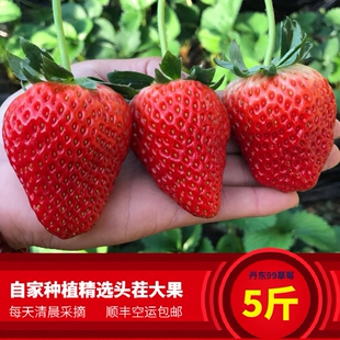 5斤装 新鲜丹东99草莓丹东久久草莓大果牛奶草莓红颜奶油九九