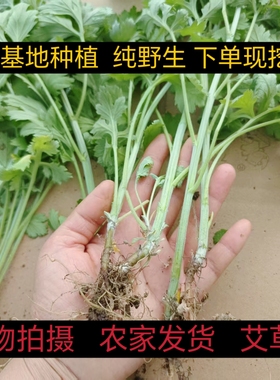 南阳新鲜大叶正宗艾草苗根苗苗免幼苗可食用可医用四季种植可批发