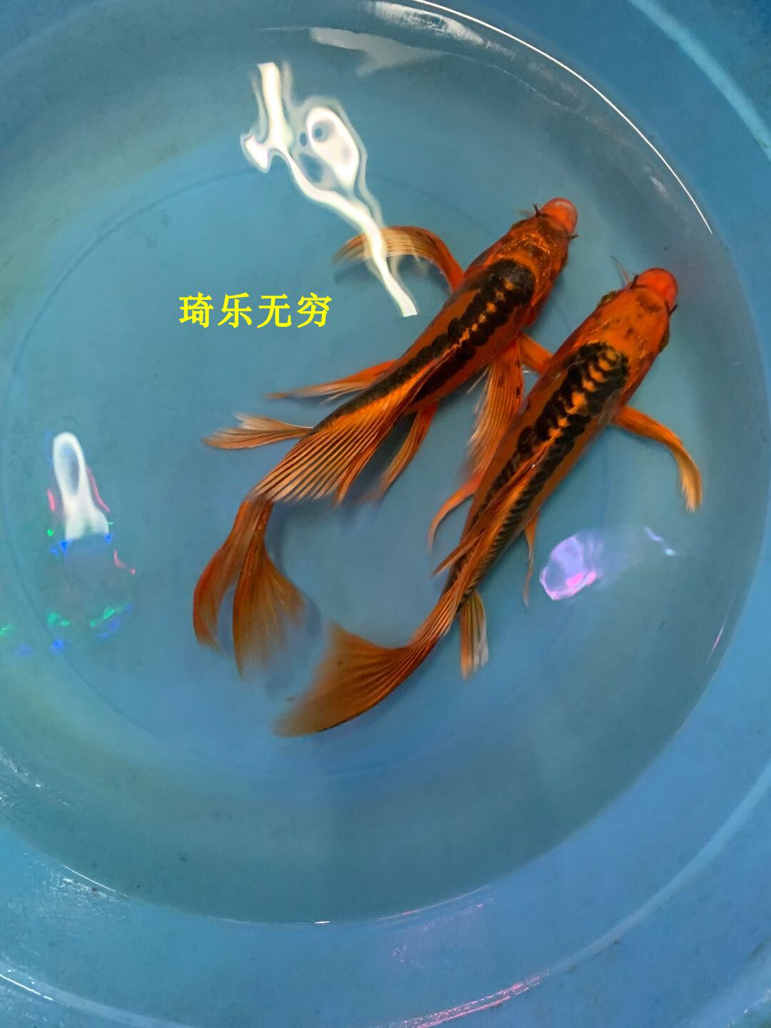 德系红松叶龙凤锦鲤鱼苗火凤凰长尾冷水包邮包活