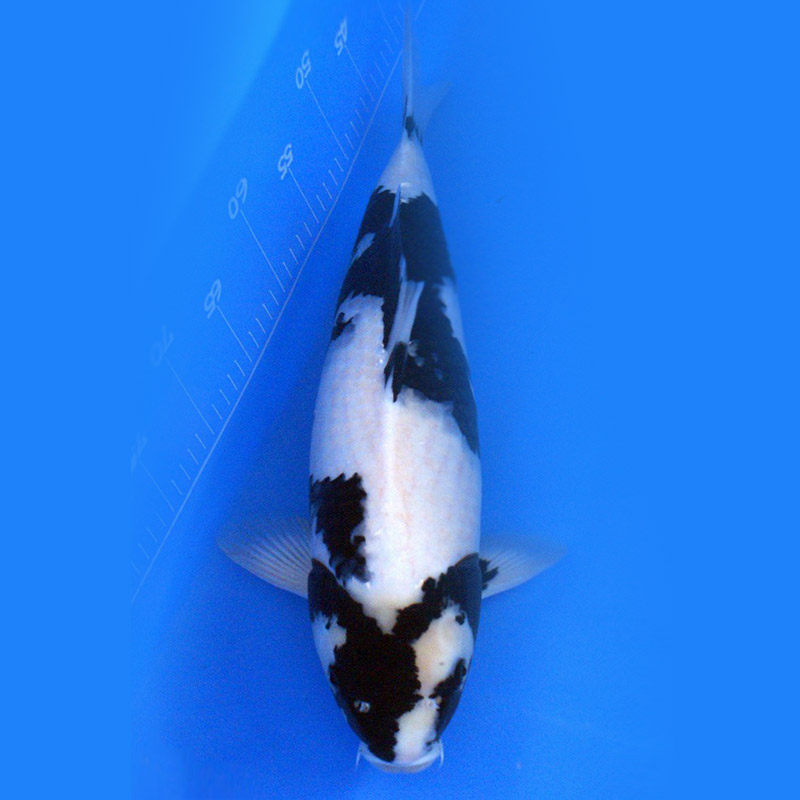 锦鲤红白三色黄金白金乌金白写绯写活体观赏金鱼淡水小鱼苗风水鱼