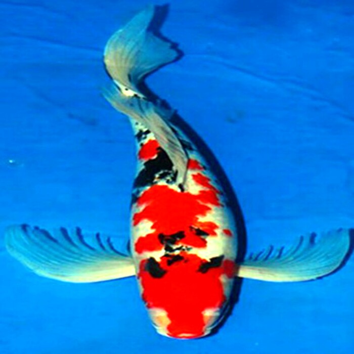 日本锦鲤活体纯种三色龙凤锦鲤观赏鱼冷水鱼风水锦鲤满49包邮包活