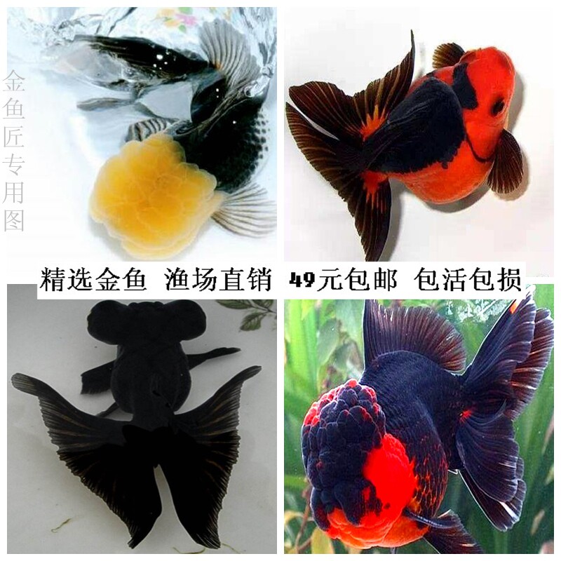 活体观赏小金鱼冷水鱼兰寿泰狮顶红蝶尾珍珠金鱼苗活体淡水鱼包邮