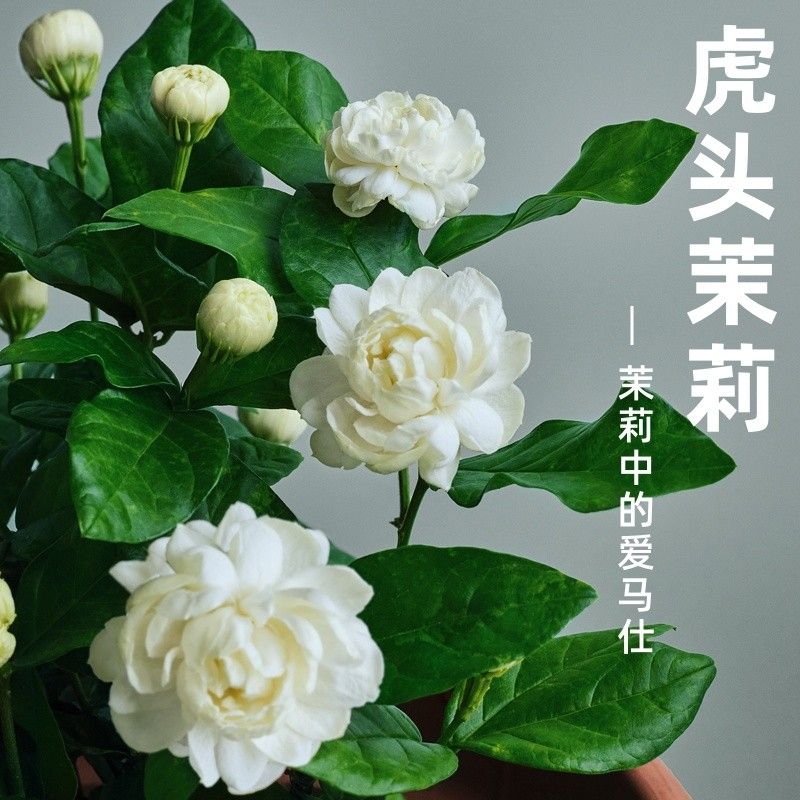 虎头茉莉花盆栽 带花苞 三叶轮生重瓣茉莉 大花茉莉狮头茉莉花苗图片