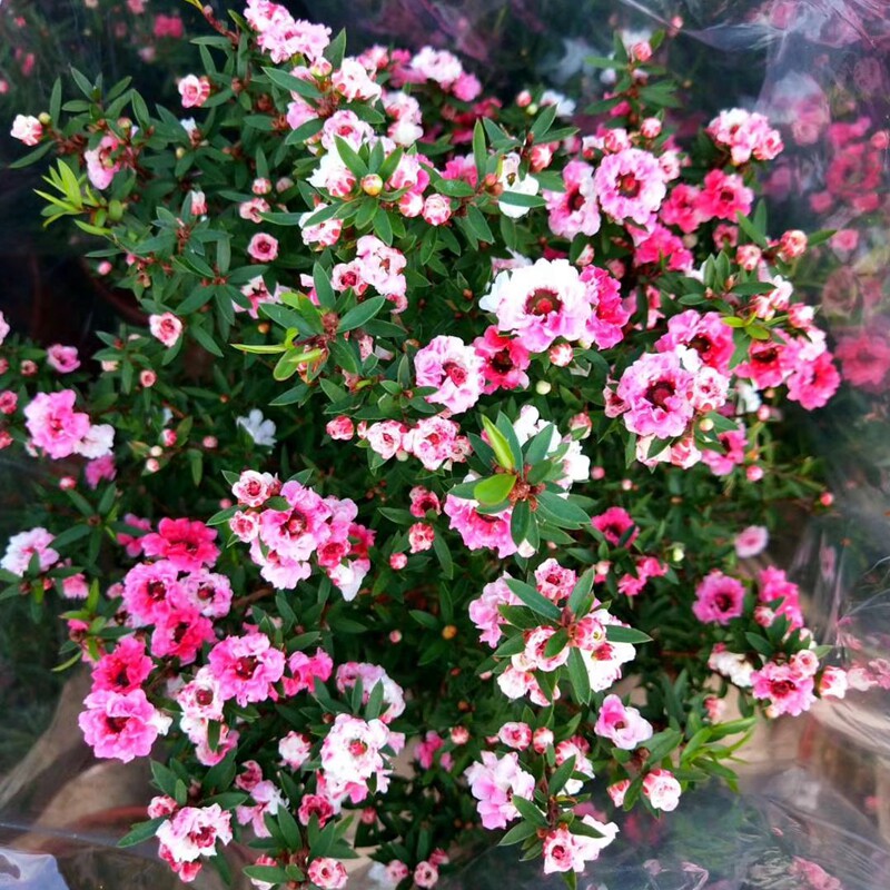 三色澳洲梅花一树多色花卉植物图片