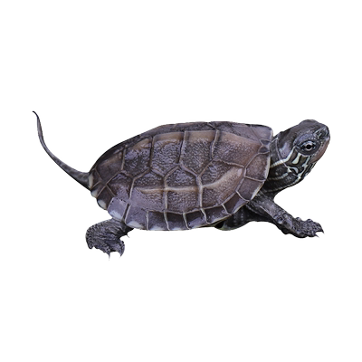 小乌龟活物家养宠物龟活体草龟