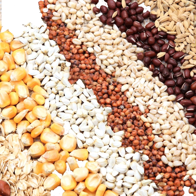 玄凤鹦鹉零食自配瓜子燕麦