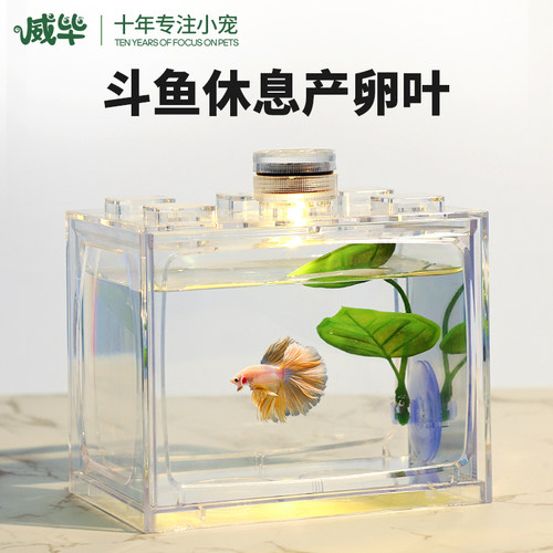 泰国斗鱼躲藏睡床产卵休息叶