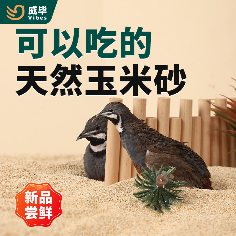 威毕芦丁鸡玉米芯垫料发酵床卢丁鸡的粪便清理沙鹌鹑小鸡核桃砂沙怎么看?
