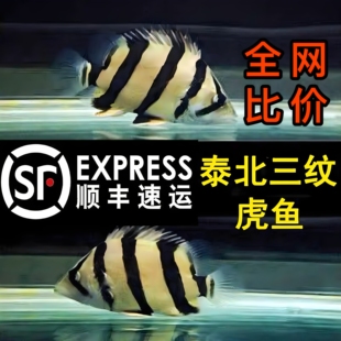 泰北三纹虎鱼印尼虎泰国虎苏虎热带鱼观赏鱼日行虎四纹虎苗