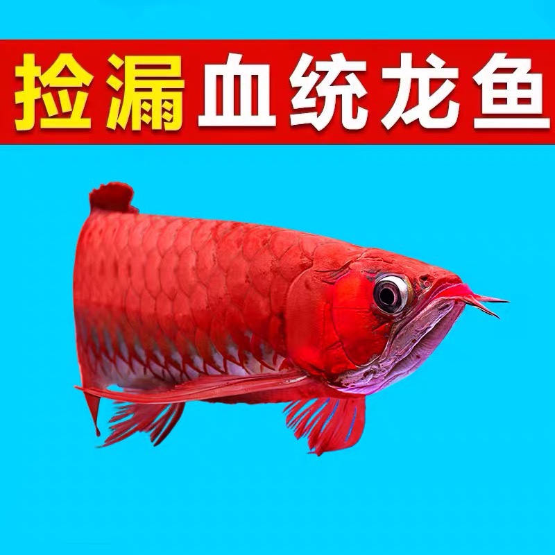 如何建立良好的水质环境 鱼缸等水族设备 第1张