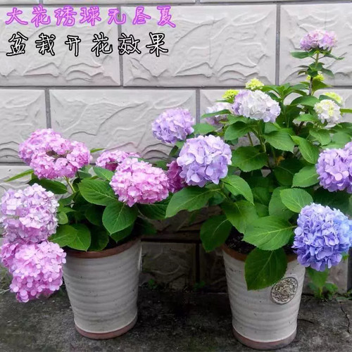 绣球花盆栽带花无尽夏老桩大花苗四季开花阳台庭院好养花卉绿植物