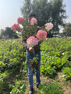 苏苏家圆锥木绣球香草草莓棒棒糖耐热耐寒多年生植物带花苞
