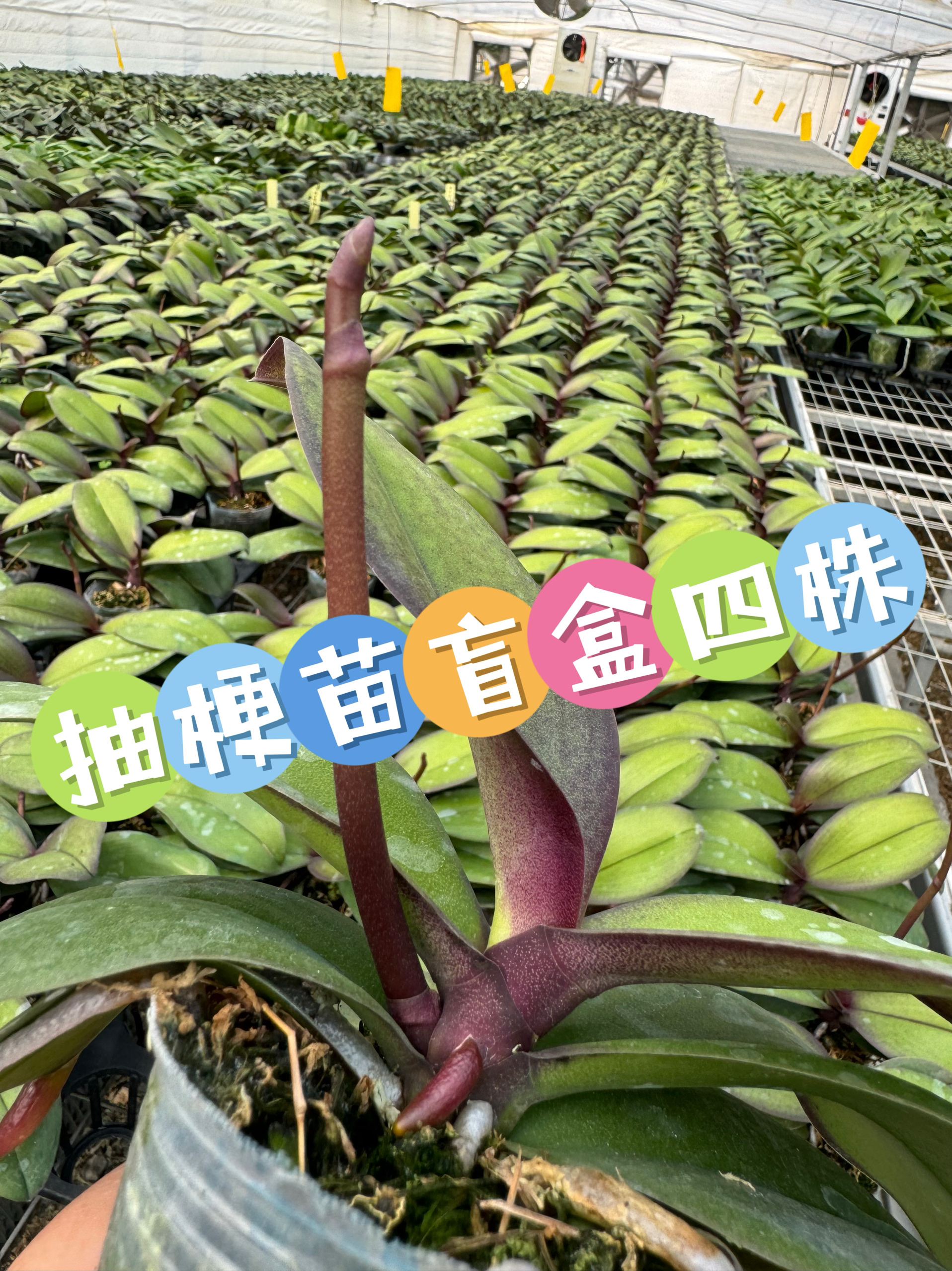 西安卉杉蝴蝶兰基地直发10月福利盲盒品种专拍