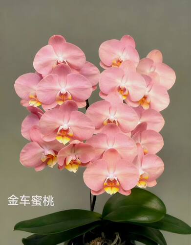 当年开花蝴蝶兰卉杉2.8寸3寸