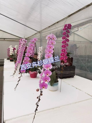 3.5寸抽梗苗西安卉杉蝴蝶兰基地直发大苗满39包邮