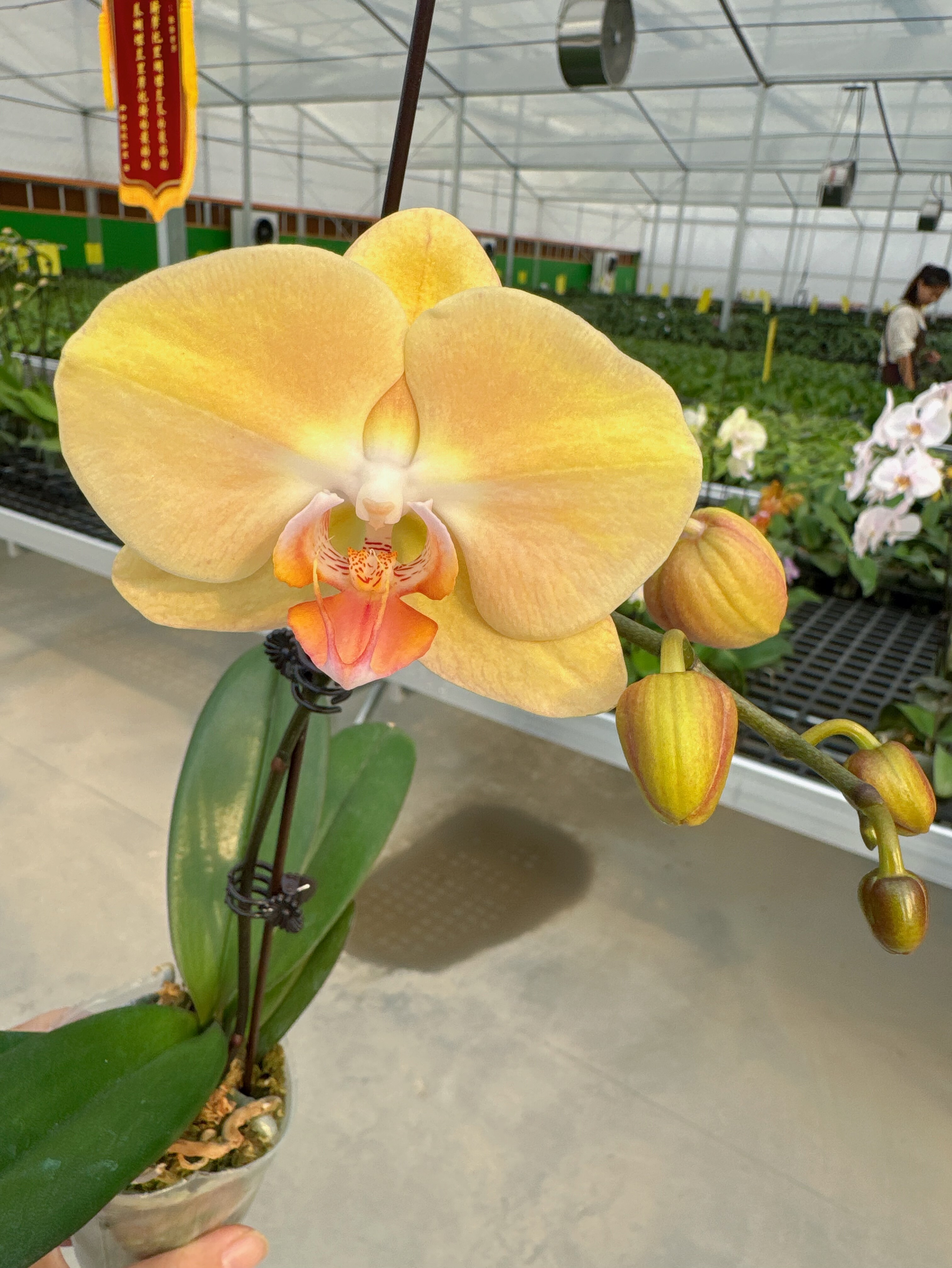 西安卉杉蝴蝶兰基地直发台湾新品39元包邮当年开花