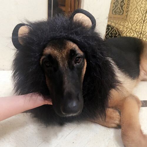 万圣节cos狗狗狮子王毛绒面具
