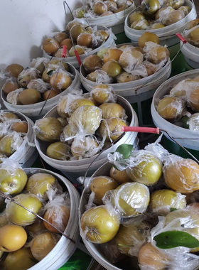 永川黄瓜山黄皮梨子新鲜当季一整箱脆梨多汁青梨黄皮南果梨重庆