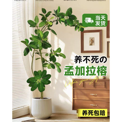 孟加拉榕客厅绿植高级感室内大型